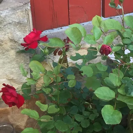 On Vjetrova Vendégház Odessza